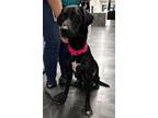 Adopt Fancy a Black Labrador Retriever / Mixed dog in Jackson, MI (39093207)