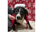 Adopt Cash a Black American Staffordshire Terrier / Mixed dog in Wickenburg