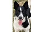 Adopt Bailey a Black - with White Border Collie / Mixed dog in AUGUSTA