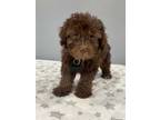 Adopt Girlfriend a Brown/Chocolate Shih Poo / Bichon Frise / Mixed dog in West