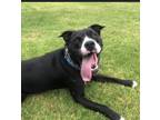 Adopt Brady a Black - with White Staffordshire Bull Terrier / American Pit Bull