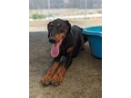 Adopt Hawk* a Doberman Pinscher / Mixed dog in Pomona, CA (39096391)