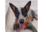 Adopt Chile a White Australian Cattle Dog / Mixed dog in San Francisco