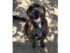 Adopt Bren a Brindle Mastiff / Mixed Breed (Large) / Mixed dog in Mead