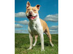 Adopt Zander a Tan/Yellow/Fawn American Pit Bull Terrier / Mixed dog in Clinton