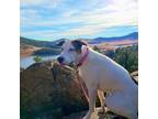 Adopt Lila a White - with Brown or Chocolate Catahoula Leopard Dog / Mixed dog