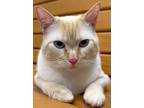 Adopt YUM YUM a Cream or Ivory (Mostly) Siamese (short coat) cat in Brea