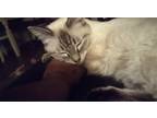 Adopt Garudian a White Siamese (medium coat) cat in Tacoma, WA (39096046)