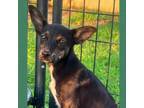 Adopt Marnie - 1752 a Black Miniature Pinscher / Mixed Breed (Small) / Mixed dog