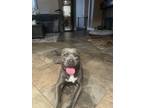 Adopt Charlie a Gray/Silver/Salt & Pepper - with White American Pit Bull Terrier