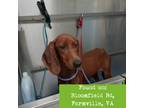 Adopt Louise a Brown/Chocolate Redbone Coonhound / Mixed dog in Lynchburg