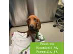 Adopt Thelma a Brown/Chocolate Redbone Coonhound / Mixed dog in Lynchburg