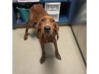 Adopt Hal a Brown/Chocolate Redbone Coonhound / Mixed dog in Lynchburg