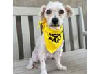 Adopt Snoop Dogg a White Poodle (Miniature) / Mixed dog in Phoenix