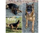 Adopt Kathy a Black German Shepherd Dog / Mixed dog in Crawfordsville