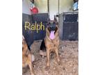 Adopt Ralph a Black German Shepherd Dog / Mixed dog in Crawfordsville