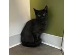 Adopt Junior a All Black Domestic Shorthair / Domestic Shorthair / Mixed cat in
