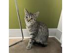 Adopt Juniper a Gray or Blue Domestic Shorthair / Domestic Shorthair / Mixed cat
