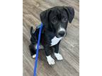 Adopt Waylon a Black - with White Beagle / Terrier (Unknown Type