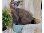 Adopt Sunny a Calico or Dilute Calico American Shorthair / Mixed cat in