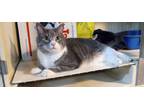 Adopt Boots a Gray, Blue or Silver Tabby Domestic Mediumhair / Mixed (medium