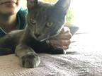 Adopt Frida a Gray or Blue Domestic Shorthair / Mixed (short coat) cat in