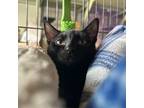 Adopt Viola a All Black Domestic Shorthair / Mixed cat in Saugerties