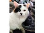 Adopt Fluffy a Himalayan / Mixed (long coat) cat in Knoxville, TN (39095289)