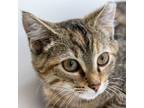 Adopt Latte (Main Campus) a Brown or Chocolate Domestic Shorthair / Domestic