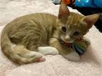 Adopt Cupcake baby a Orange or Red (Mostly) American Shorthair / Mixed (short