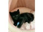 Adopt Baby Panther a All Black American Shorthair / Mixed (short coat) cat in