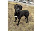 Adopt Echo a Black - with White Basset Hound / Labrador Retriever / Mixed dog in