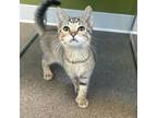 Adopt Cherry a Brown or Chocolate Domestic Shorthair / Domestic Shorthair /