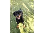 Adopt Velma a Black Rottweiler / Mixed dog in Carrollton, TX (39095385)