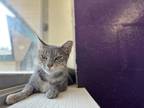 Adopt Bali a Gray or Blue Domestic Shorthair / Domestic Shorthair / Mixed cat in