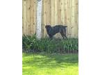 Adopt Ghost a Brindle Cane Corso / Mixed dog in Royal Oak, MI (39095280)