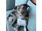 Adopt KC a Merle Australian Shepherd / German Shorthaired Pointer / Mixed dog in