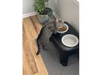 Adopt Molly a Gray, Blue or Silver Tabby Tabby / Mixed (short coat) cat in