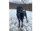 Adopt Blue a Black - with White Border Collie / Labrador Retriever / Mixed dog