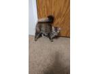 Adopt Sassy a Brown Tabby Domestic Longhair / Mixed (long coat) cat in