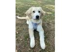 Adopt Leia a Tan/Yellow/Fawn - with White Great Pyrenees / Shepherd (Unknown