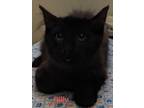Adopt Billy a All Black Domestic Mediumhair / Domestic Shorthair / Mixed cat in
