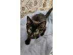 Adopt Poppy a All Black Domestic Shorthair / Mixed (short coat) cat in Dickson