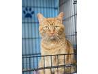 Adopt Henrietta *FRONT DECLAWED* a Orange or Red Domestic Shorthair / Domestic