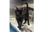 Adopt Cash a All Black Domestic Shorthair / Domestic Shorthair / Mixed cat in