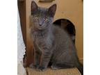 Adopt Cosmo a Gray or Blue American Shorthair / Mixed (short coat) cat in