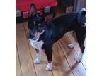 Adopt Luka a Black - with White Rat Terrier / Mixed dog in Dover Foxcroft