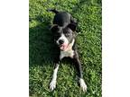 Adopt Helen HW+ a Black Labrador Retriever / Mixed dog in Gainesville