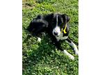 Adopt Natalie HW+ a Black Labrador Retriever / Mixed dog in Gainesville