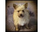 Adopt Strudel a Tan/Yellow/Fawn Cairn Terrier / Poodle (Miniature) / Mixed dog